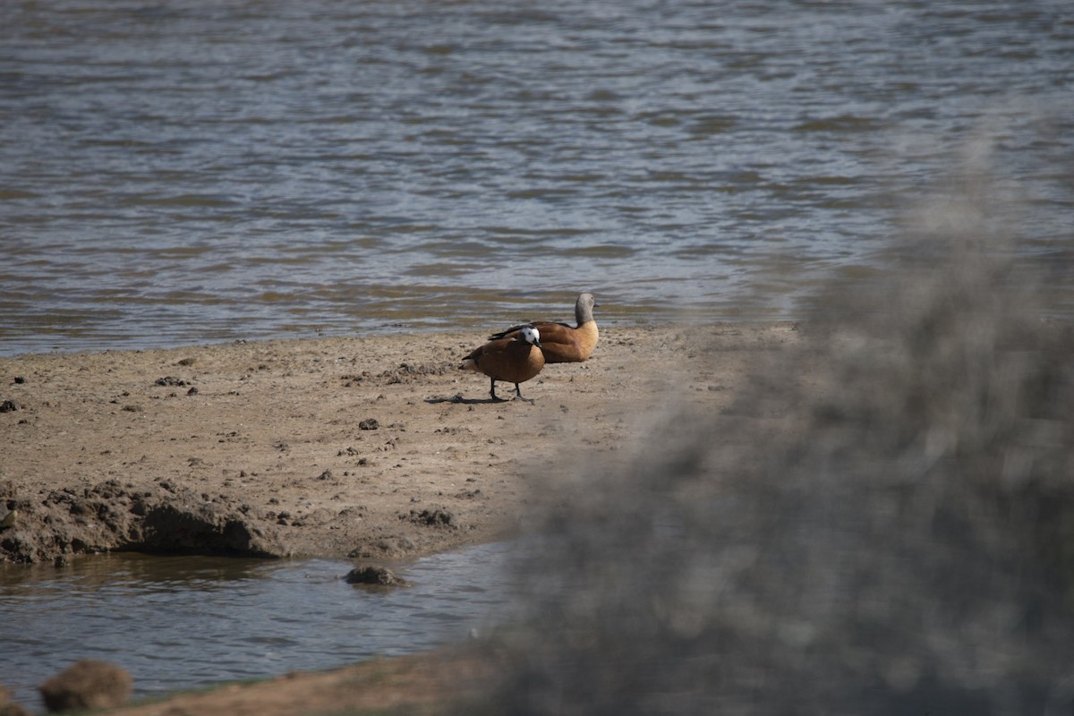 South African Shelduck - ML619567520