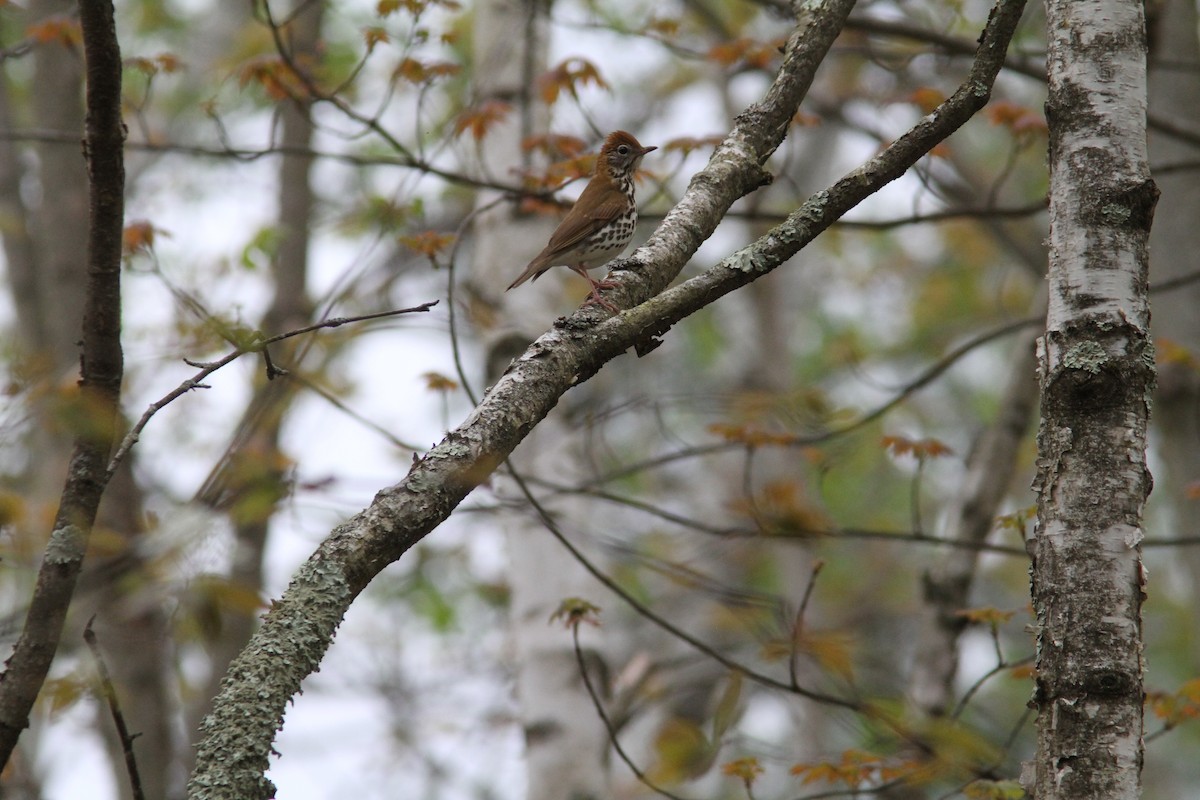 Wood Thrush - Pierre Bergeron