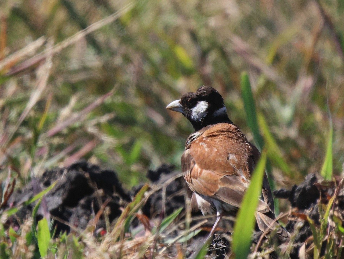 Chestnut-backed Sparrow-Lark - ML619567525