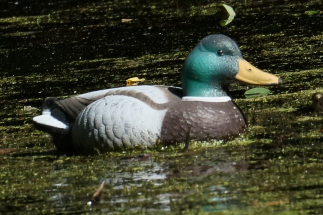 Mallard - ML619567527