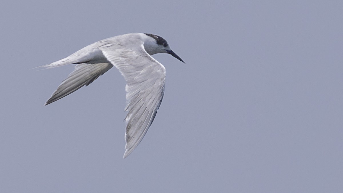 Roseate Tern - Charmain Ang