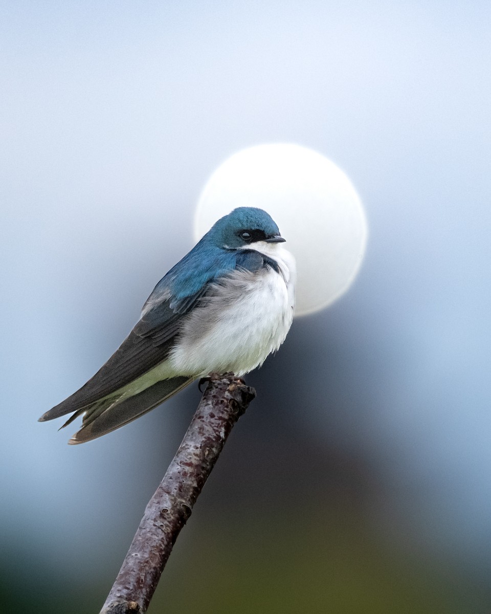 Tree Swallow - ML619567534