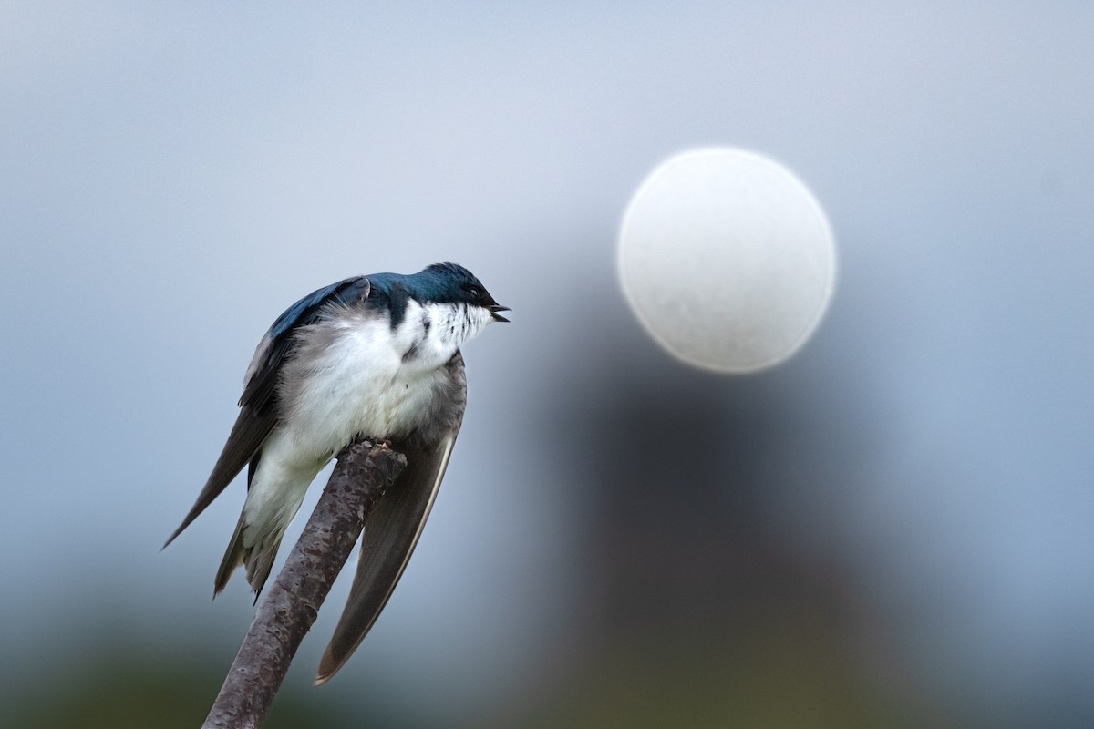 Tree Swallow - Alex Leeder