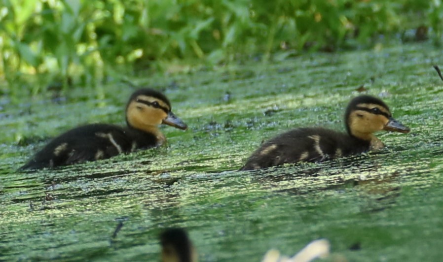 Canard colvert - ML619567540