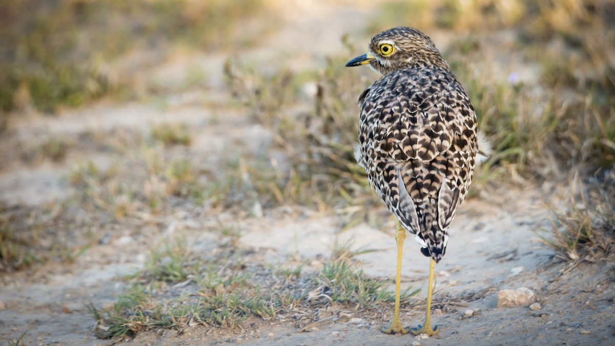 Spotted Thick-knee - Christiaen MOUS