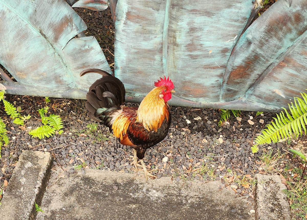 Red Junglefowl (Domestic type) - Nancy Cox