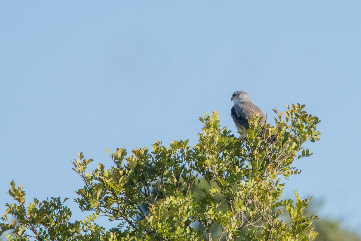 Black-winged Kite - Christiaen MOUS