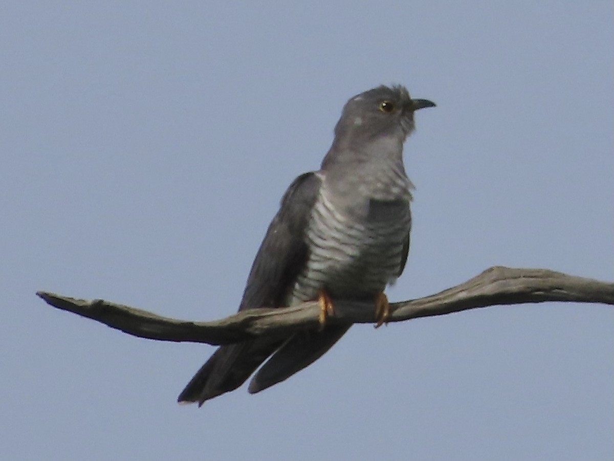 Common Cuckoo - christopher stuart elmer