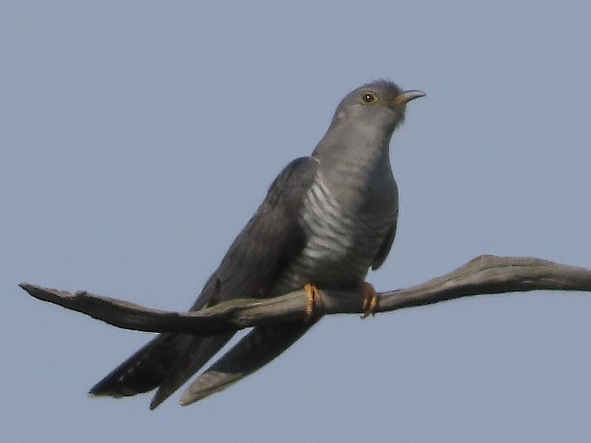 Common Cuckoo - christopher stuart elmer