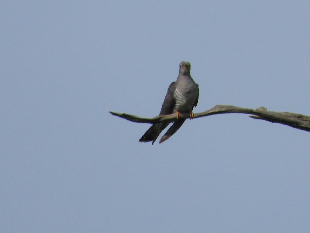 Common Cuckoo - christopher stuart elmer