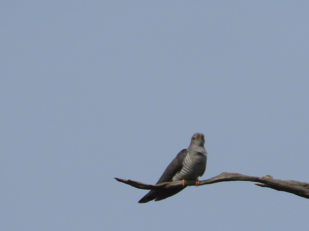 Common Cuckoo - christopher stuart elmer