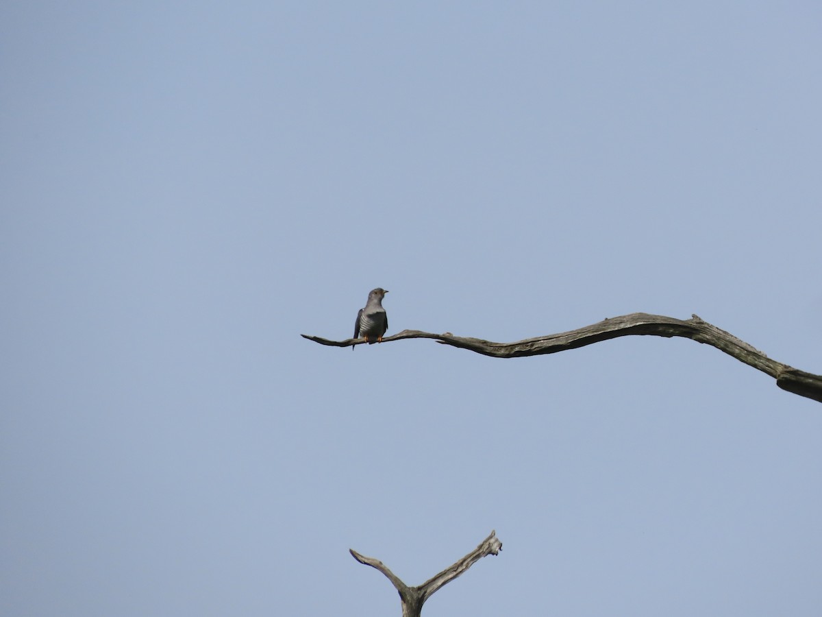 Common Cuckoo - christopher stuart elmer