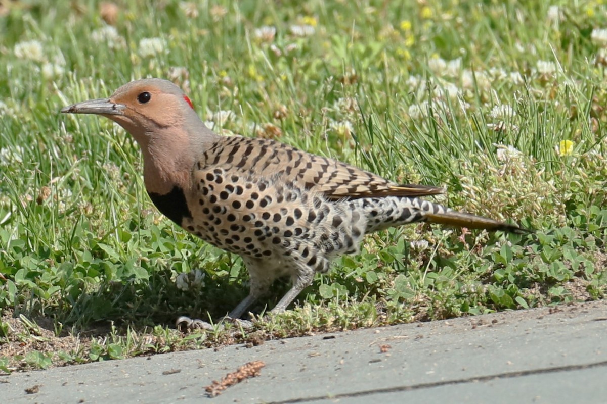 Northern Flicker - michael vedder