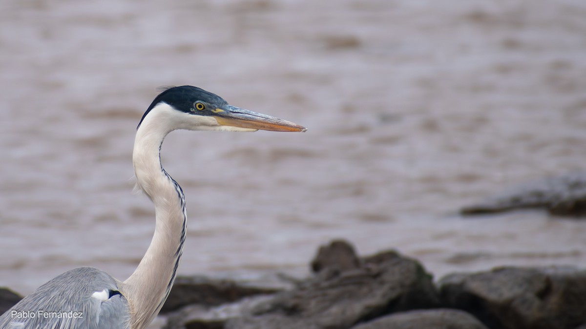 Cocoi Heron - Pablo Fernández