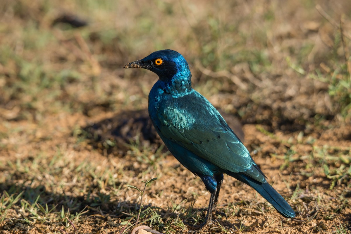 Cape Starling - ML619567581