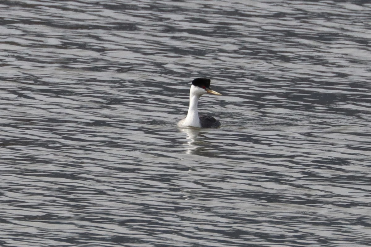 Western Grebe - Sarah von Innerebner