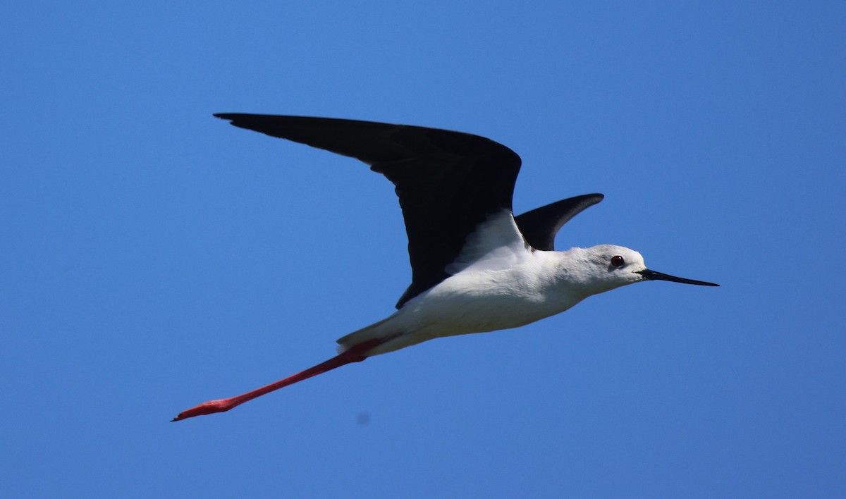 Black-winged Stilt - Frank Willems - Birding Zambia