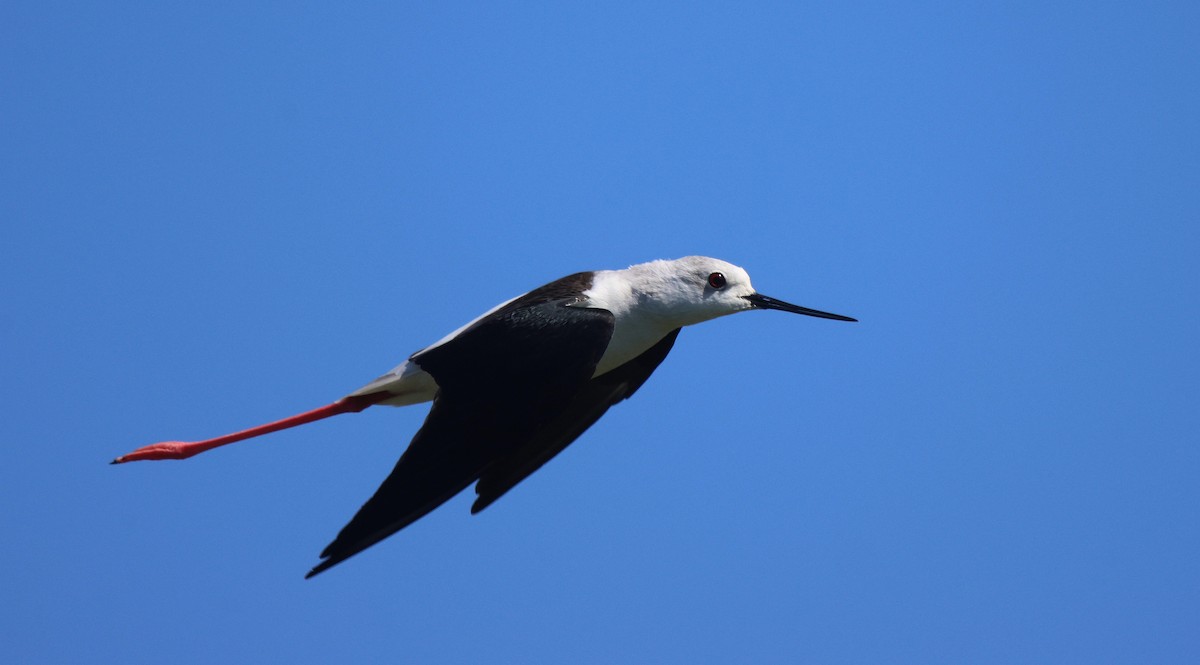 Black-winged Stilt - Frank Willems - Birding Zambia