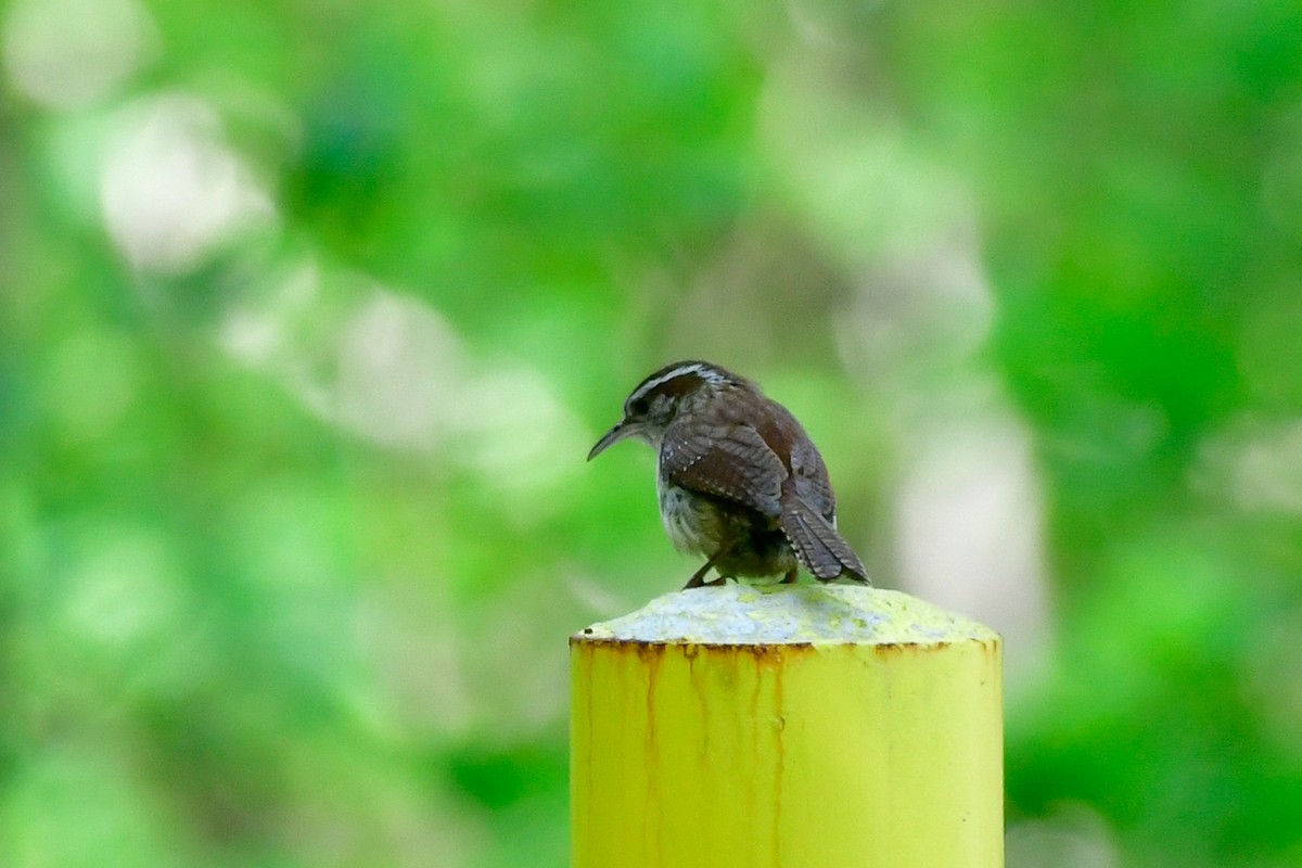 Carolina Wren - Cristine Van Dyke