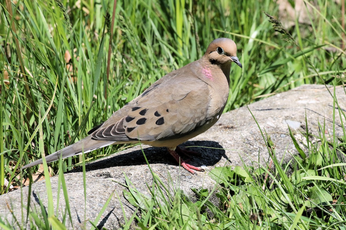 Mourning Dove - ML619567602