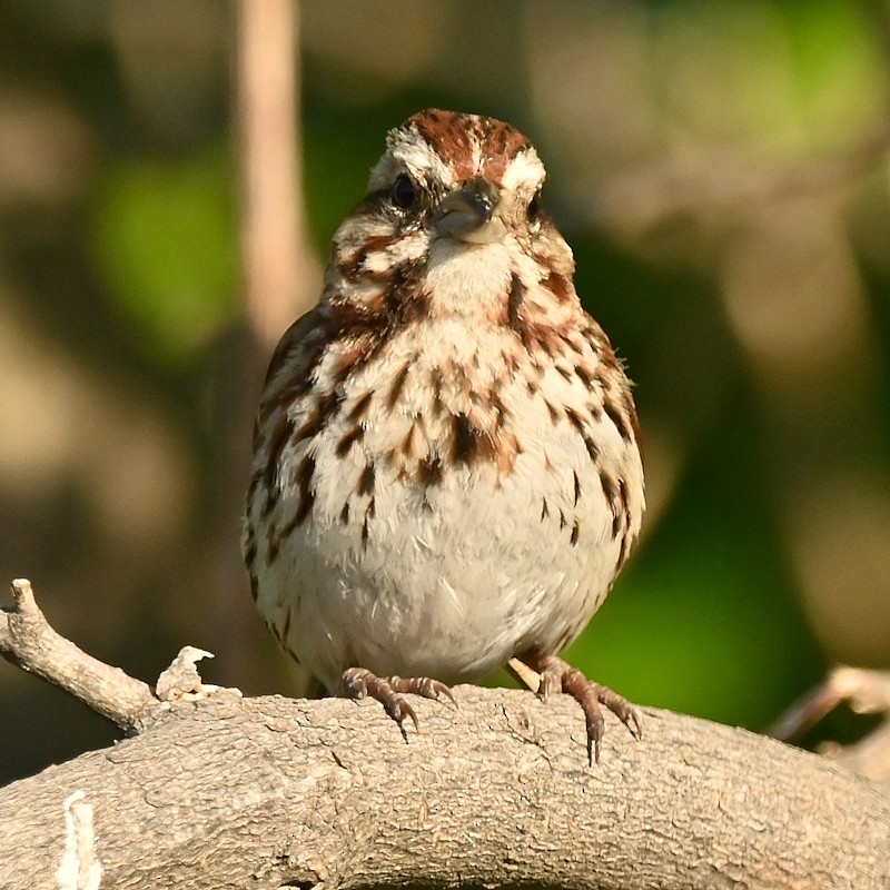 Song Sparrow - Regis Fortin