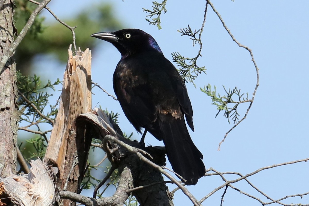 Common Grackle - ML619567606