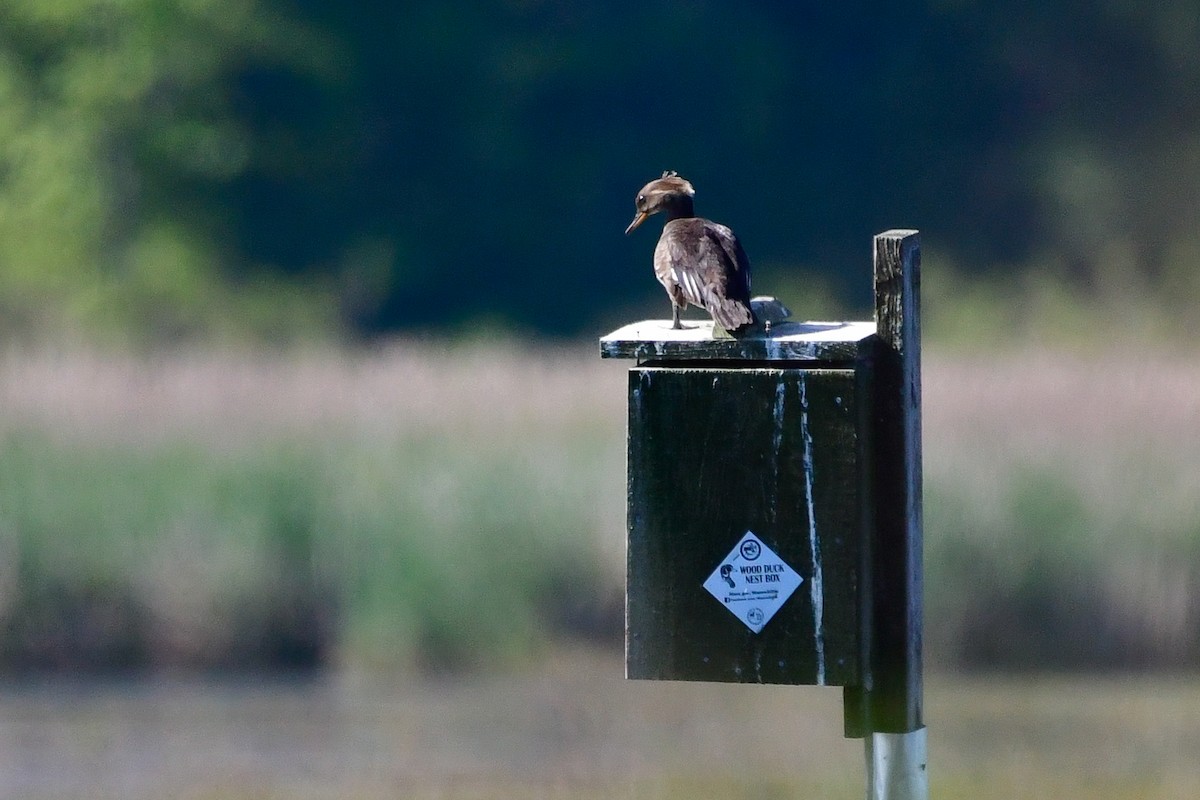 Hooded Merganser - Cristine Van Dyke