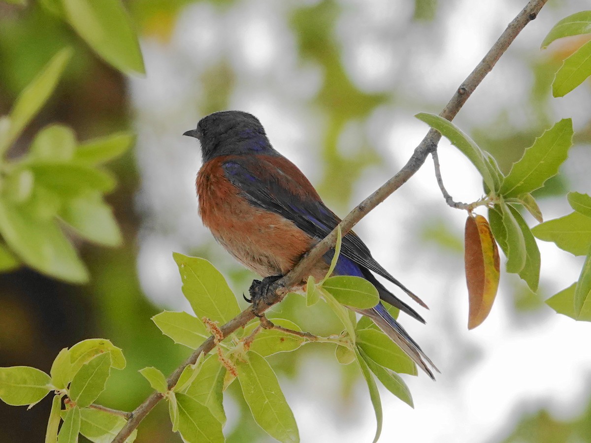 Western Bluebird - Peter Herstein