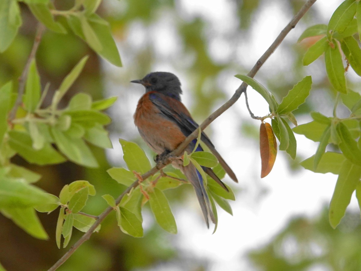 Western Bluebird - Peter Herstein