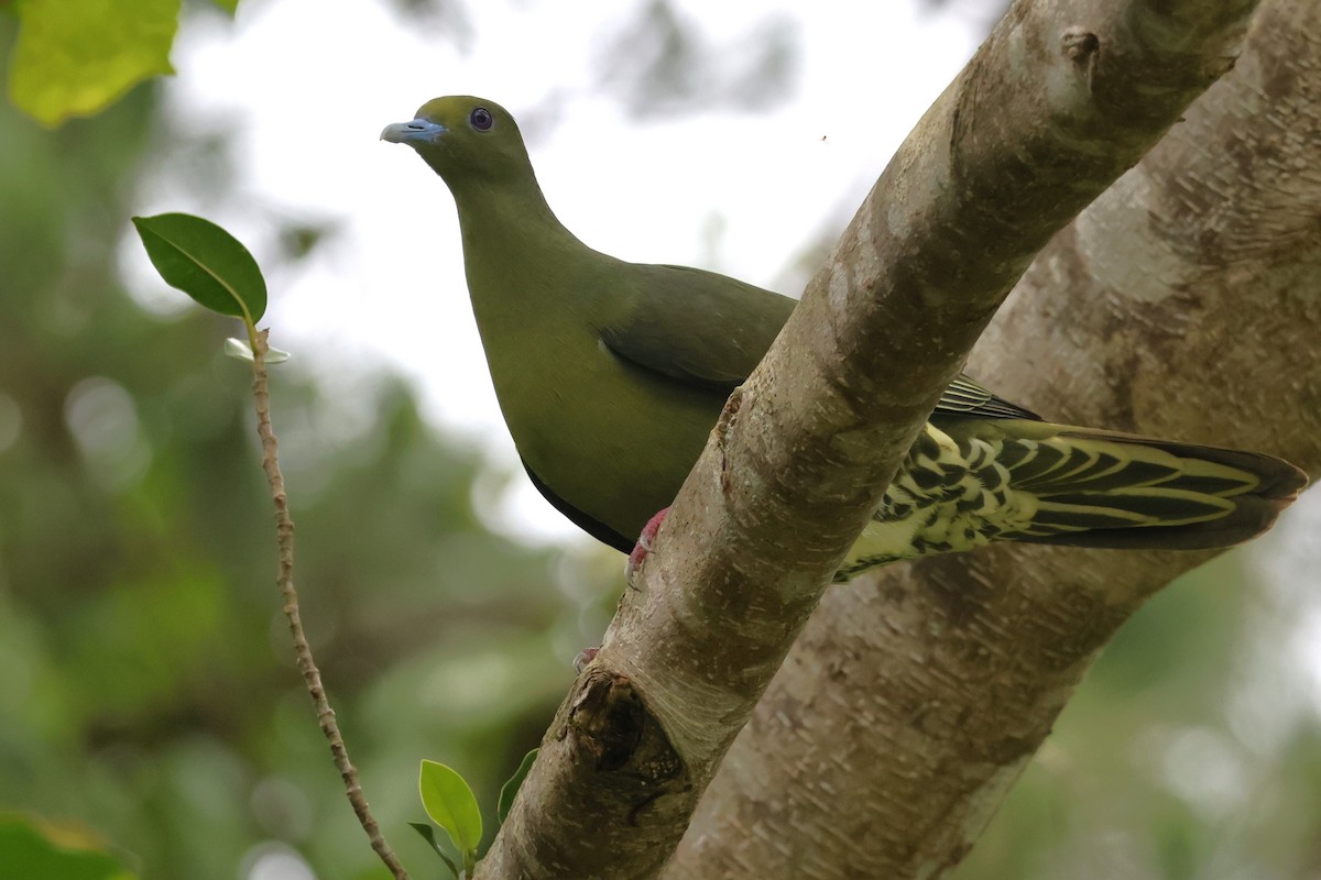 Whistling Green-Pigeon (Ryukyu) - ML619567613