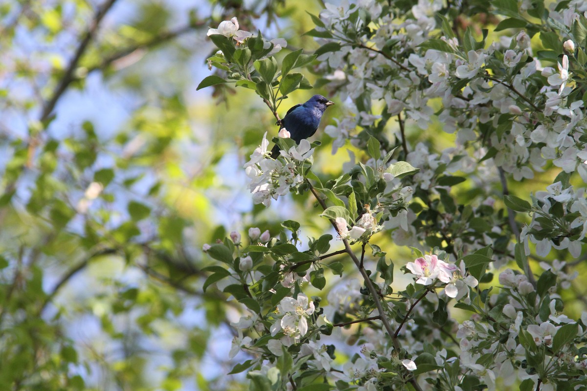 Indigo Bunting - Pierre Bergeron