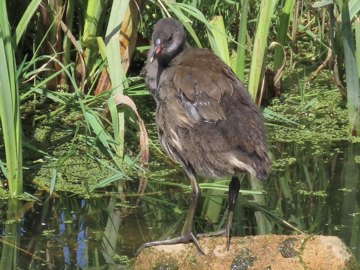 Eurasian Moorhen - christopher stuart elmer