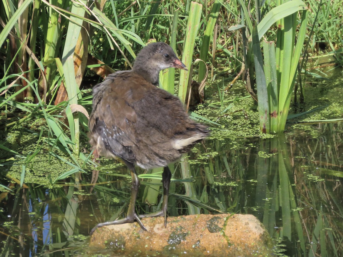 Eurasian Moorhen - christopher stuart elmer