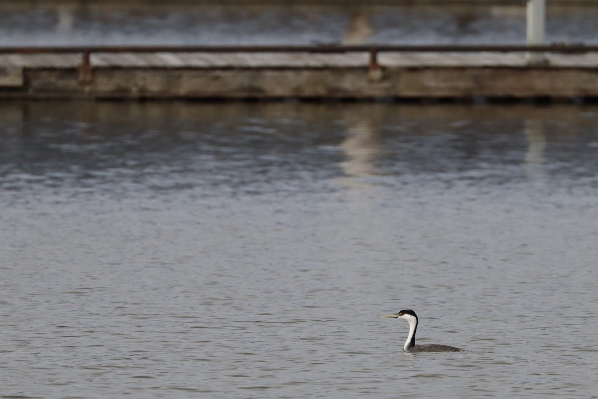 Western Grebe - Sarah von Innerebner