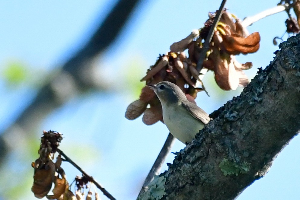 Warbling Vireo - Cristine Van Dyke