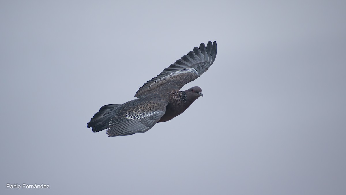 Picazuro Pigeon - Pablo Fernández