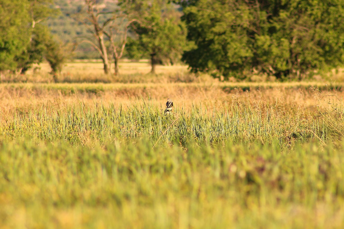 Little Bustard - ML619567632