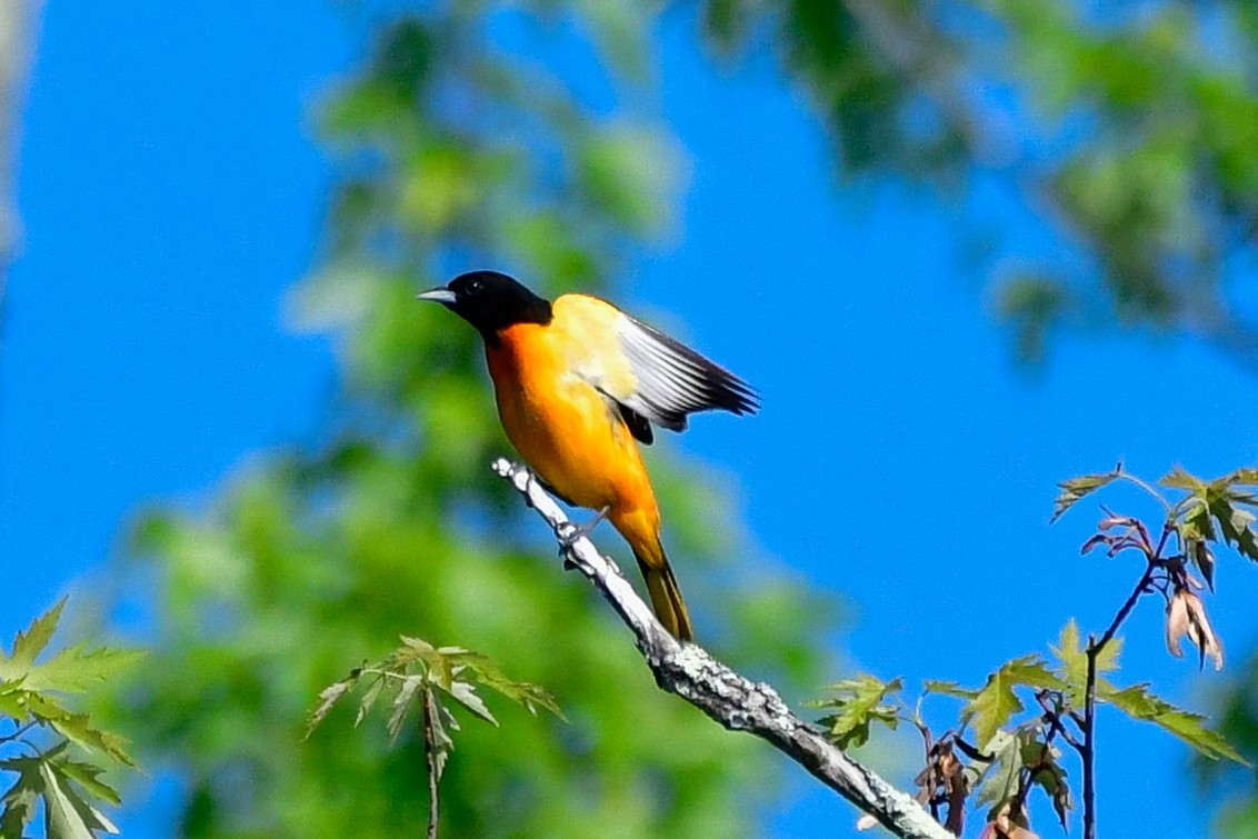 Baltimore Oriole - Cristine Van Dyke