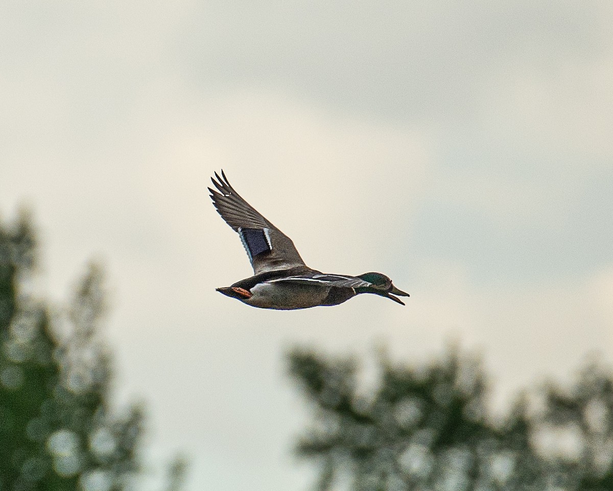 Mallard - Martin Tremblay