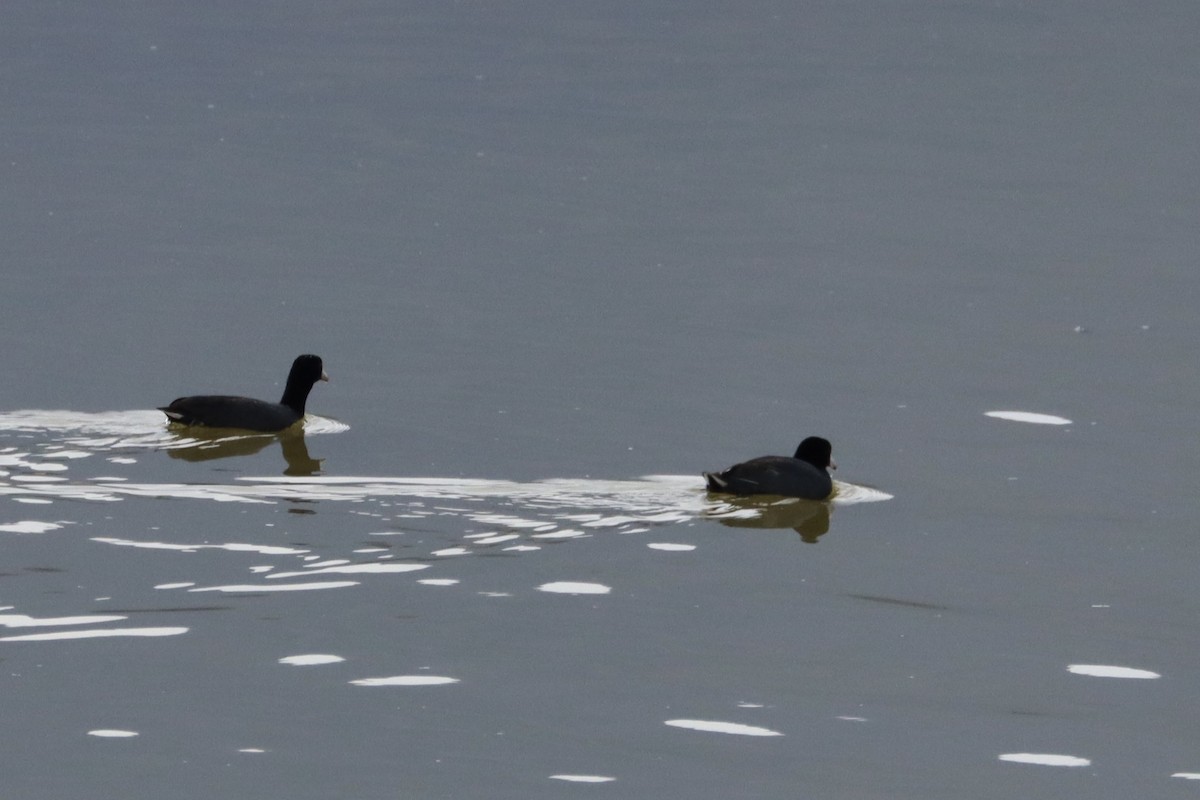 American Coot - ML619567653