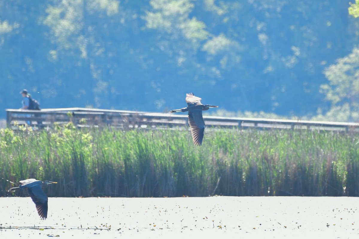 Great Blue Heron - Cristine Van Dyke