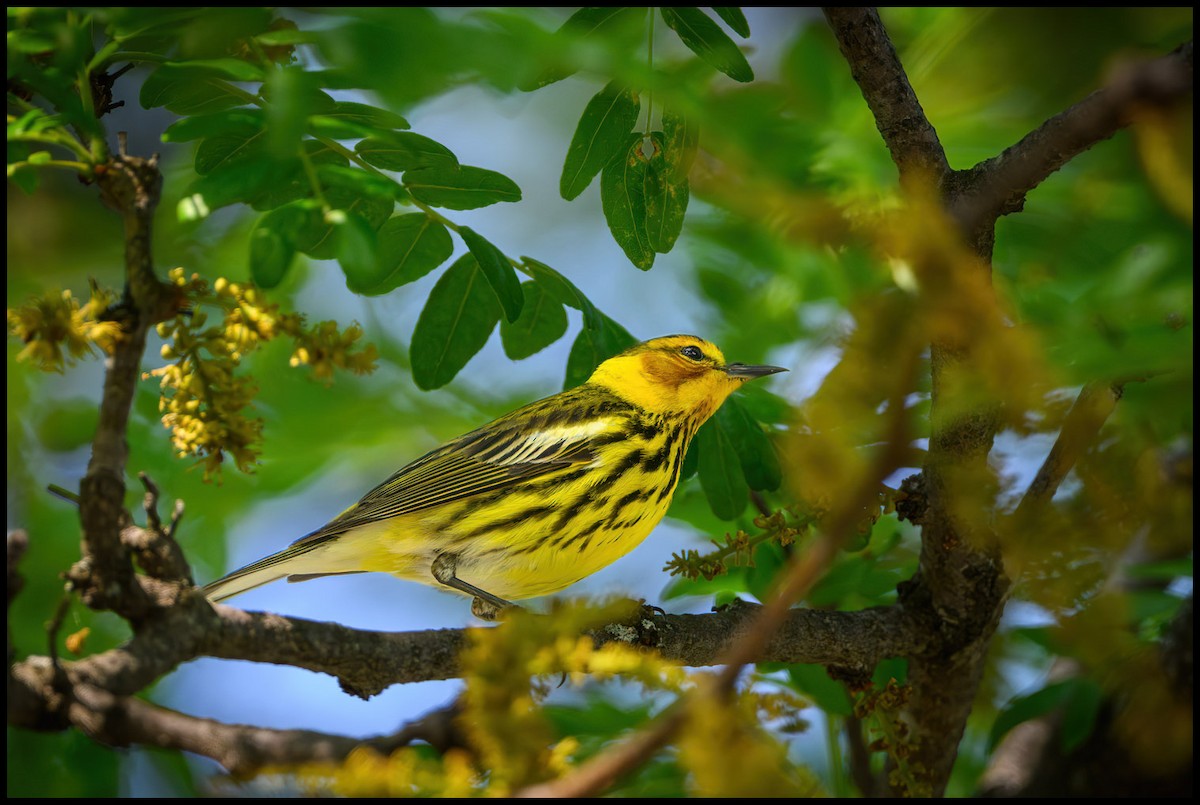 Cape May Warbler - Jim Emery