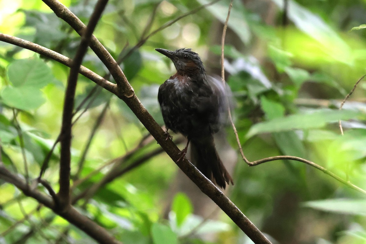 Brown-eared Bulbul - ML619567658