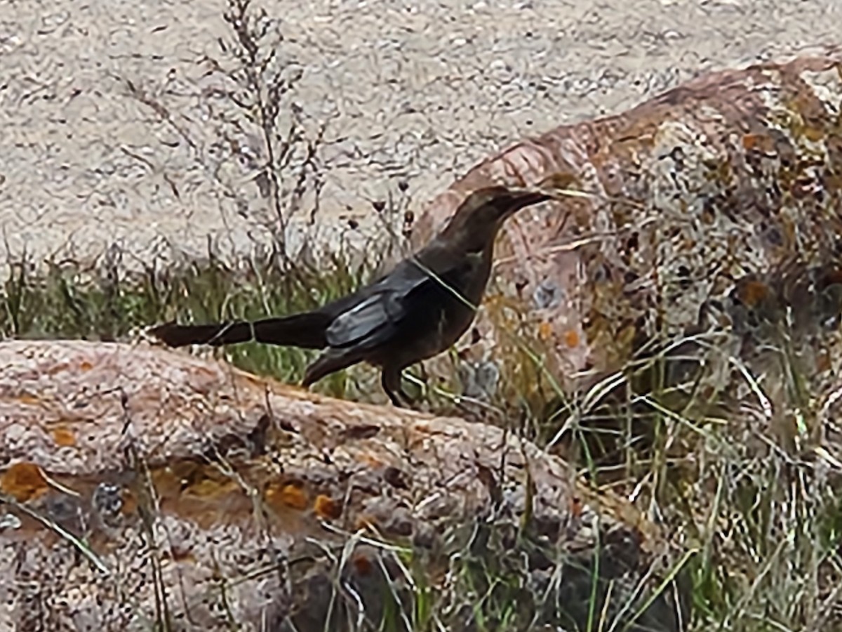 Great-tailed Grackle - ML619567661