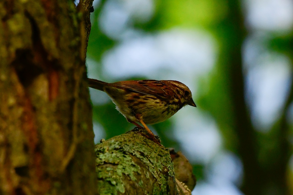 Song Sparrow - Cristine Van Dyke