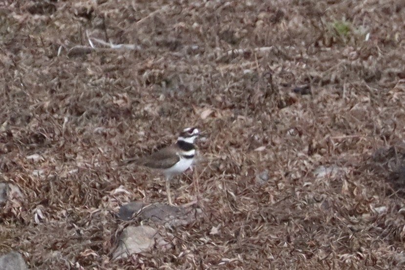 Killdeer - Sarah von Innerebner