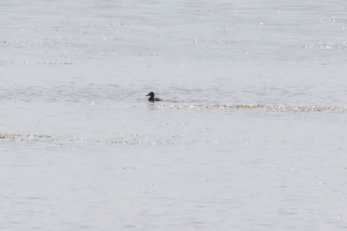 Ruddy Duck - Ed kendall