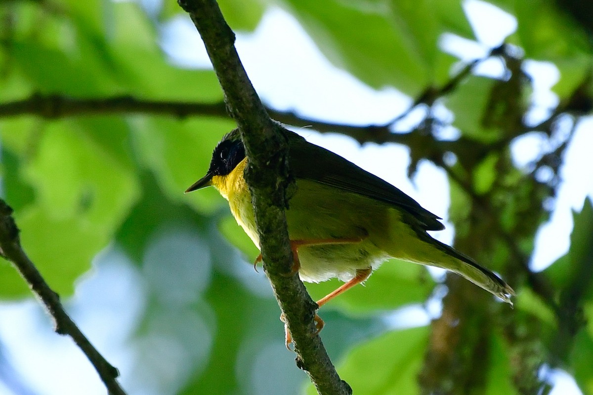 Common Yellowthroat - Cristine Van Dyke