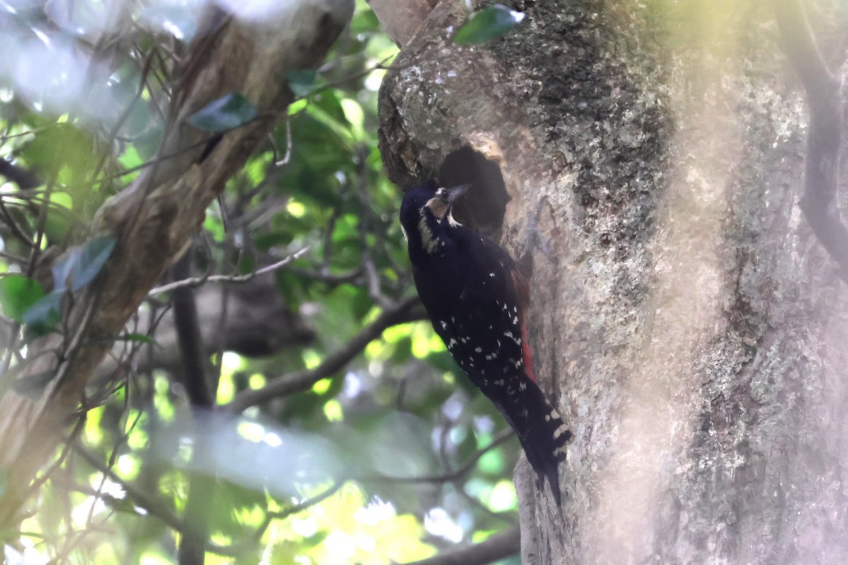White-backed Woodpecker (Amami) - 瑞珍 楊