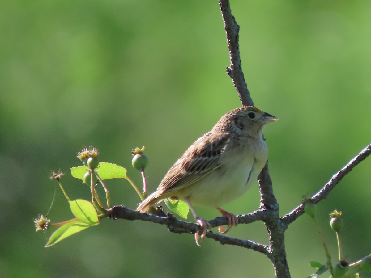 Grasshopper Sparrow - Jannie Shapiro